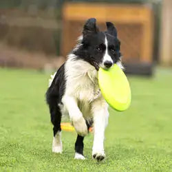 Ultimate Fetch: Rubber Dog Disc