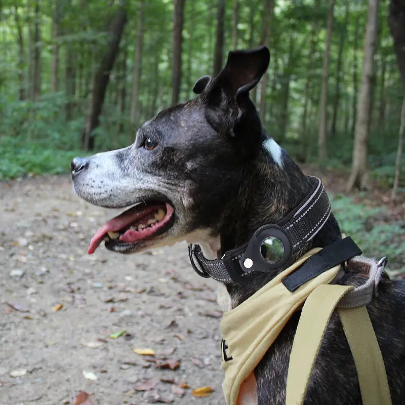 Secure and Smart: The Airtag Anti-Lost Dog Collar